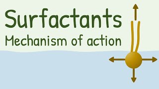 Surfactants Mechanism of Action [upl. by Miguel]