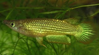 Golden Wonder Killifish Jumping Out Of The Water To Catch Crickets [upl. by Assiluy]