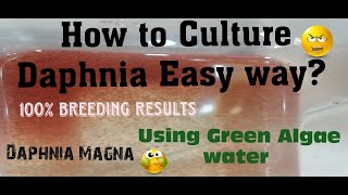 Daphnia MagnaHow to Culture Daphnia Easy wayCulturing Daphnia using Green water Daphnia [upl. by Malka]