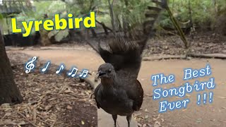 Lyrebird The Best Songbird Ever [upl. by David]