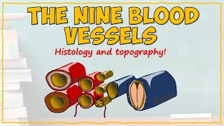 Blood Vessel Histology and Topography [upl. by Asek]