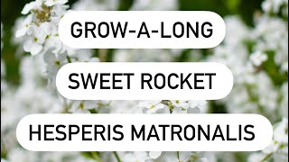 Sweet Rocket Hesperis matronalis [upl. by Ready]