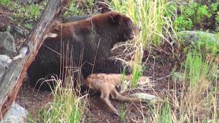 Bear eats elk calf alive  RAW uncut version  Yellowstone National Park [upl. by Nawrocki]