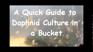 How to culture daphnia outside [upl. by Assenav]