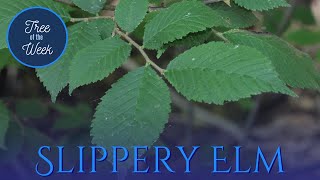 Tree of the Week Slippery Elm [upl. by Anneres]