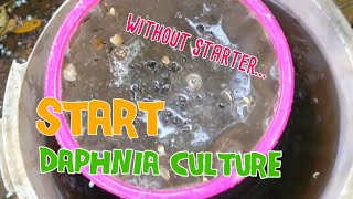 How to culture daphnia moina the easy way 1  Starting the Daphnia culture [upl. by Kristof609]