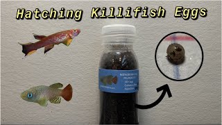 How to Hatch Killifish Eggs and Raise the Fry [upl. by Ttenyl682]