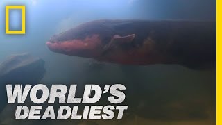 SixFoot Electric Eel  Worlds Deadliest [upl. by Friend]