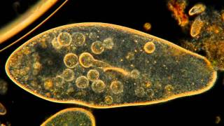 Amazing Microscopic HD Video Paramecium Feeding [upl. by Roi795]