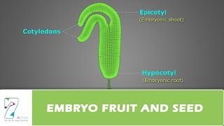 EMBRYO FRUIT AND SEED [upl. by Frydman]