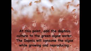 Daphnia  How to grow daphnia in your home [upl. by Carisa]