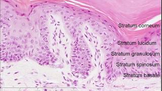 Histology of the Skin [upl. by Mercedes877]