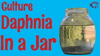 How to Culture Daphnia in a Jar [upl. by Lobel]