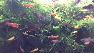 KILLIFISH TANK [upl. by Wan]