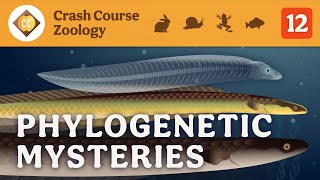 Phylogenetic Mysteries Crash Course Zoology 12 [upl. by Rudolf]