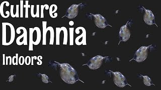 How to Culture Daphnia [upl. by Angelia]