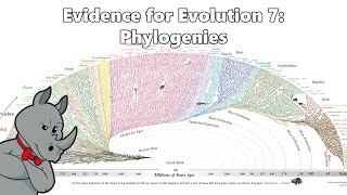 Evidence for Evolution  Phylogenetics [upl. by Cindelyn]