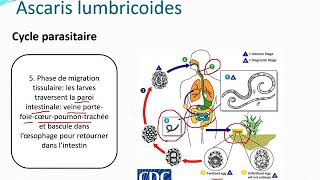 Chapitre 10 Parasitologie partie 32Les nématodes [upl. by Peer]