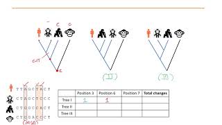 Phylogenetics Part 5  Maximum Parsimony and Maximum Likelihood methods [upl. by Joed]