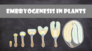 Embryogenesis in Plants  Plant Biology [upl. by Lorenza931]