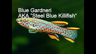 A Must Have In Your Aquarium Killifish Fundulopanchax Nigerianus Gardneri [upl. by Hayse344]