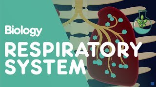 Respiratory System  Introduction  Physiology  Biology  FuseSchool [upl. by Nole]