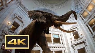 Natural History Museum New Dinosaur Exhibit Walking Tour in 4K  Washington DC [upl. by Sudderth]