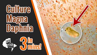 How to culture DAPHNIA MAGNA  The easy way [upl. by Toll]