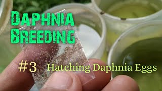 Daphnia Culture made simple and easy 3  Hatching Daphnia eggs [upl. by Rebba779]