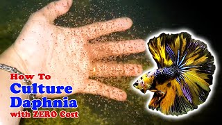 How to Culture Daphnia with ZERO Cost  Unlimited Live Food For Our Fish [upl. by Akimrej]