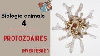 S2  Biologie Animale  Inértébres 1  Les protozoaires شرح بالدارجة  2021 [upl. by Iemaj]