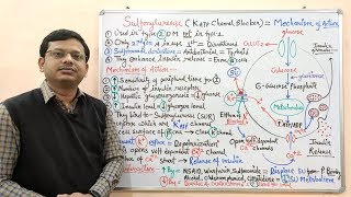 Diabetes Mellitus Part10 Mechanism of Action of Sulfonylurease  Antidiabetic Drugs  Diabetes [upl. by Amhsirak157]