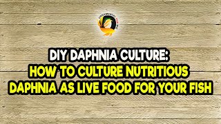 DIY Daphnia Culture How to Culture Nutritious Daphnia as Live Food for Your Fish [upl. by Nylrehs]