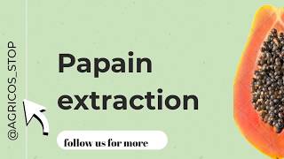 Papain extraction everything you need to know about papain extraction [upl. by Sheff30]