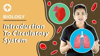 Introduction to Circulatory System  Biology [upl. by Teague]