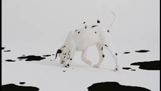 102 Dalmatians Teaser Trailer [upl. by Akienaj]