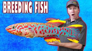 Easy Way to Breed Gardneri Killifish and Raise Killifish Fry [upl. by Ayo]