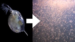 How I Culture Daphnia [upl. by Ainnos]