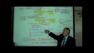 ANATOMY THE INTEGUMENT Part 1 by Professor Fink [upl. by Cahn]