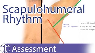 Scapulohumeral Rhythm [upl. by Hendrika]