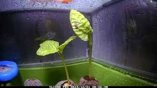 Fast Growing Moonflower Vine  Seedling Timelapse [upl. by Katrine]