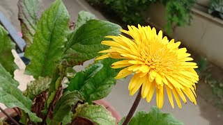 How to collect good viable Gerbera Daisy seeds [upl. by Eceinert]