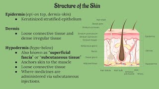 Integumentary System Lecture CHAPTER 5 [upl. by Gawlas]