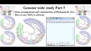 Genome wide study Part 5  Phylogenetic Tree MEGA [upl. by Kathleen]