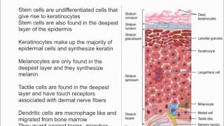 Cells of the Epidermis [upl. by Schurman]