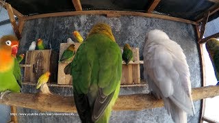 3 Hours Lovebird Chirping Sounds  August42019 [upl. by Einittirb998]