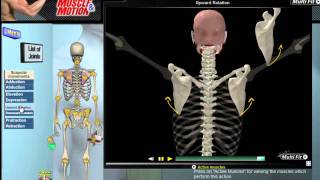 How Scapular Movement Works 3D Anatomy amp Diagrams [upl. by Aila]