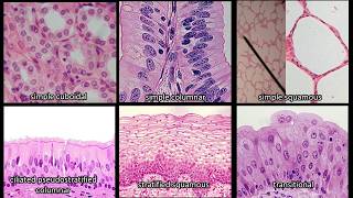 Identifying Epithelium  Review and Practice Questions [upl. by Ottilie]