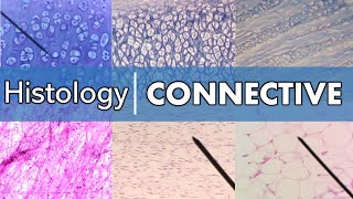 Histology  Connective Tissue [upl. by Drye]