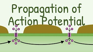 Propagation of Action Potential [upl. by Nyrek222]